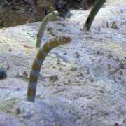 ちえこ おはようございます(⋆ᴗ͈ˬᴗ͈)” ナチュラルミセス