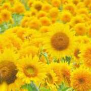 ヒメ日記 2025/07/25 08:16 投稿 槙野まほ 五十路マダム　和歌山店