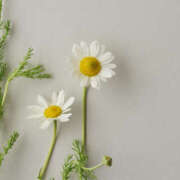 ヒメ日記 2025/08/03 21:22 投稿 くいな 八尾藤井寺羽曳野ちゃんこ