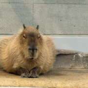 ヒメ日記 2025/12/11 18:00 投稿 ひなの アドミsince2002立川デリヘル&Go To FANTASY東京本店