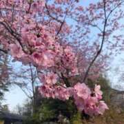 ヒメ日記 2026/04/01 14:30 投稿 ひなの アドミsince2002立川デリヘル&Go To FANTASY東京本店