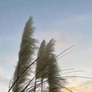 ヒメ日記 2025/09/29 12:21 投稿 せな 濃厚即19妻