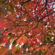 ヒメ日記 2025/11/10 11:18 投稿 せな 濃厚即19妻