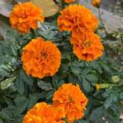 ヒメ日記 2025/11/13 12:24 投稿 せな 濃厚即19妻