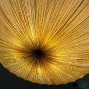 せな 謝罪文 濃厚即19妻