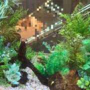 せな ロンリープラネット 濃厚即19妻