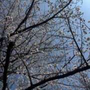 ヒメ日記 2026/03/29 14:55 投稿 ゆうな 所沢デリヘル桜