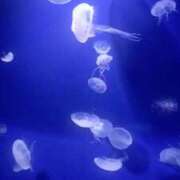 ヒメ日記 2026/02/10 12:06 投稿 鷹見 熟女の風俗最終章 新横浜店