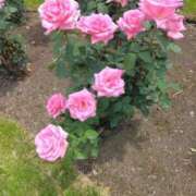 ヒメ日記 2025/07/25 12:24 投稿 すずめ 熟女の風俗最終章 仙台店