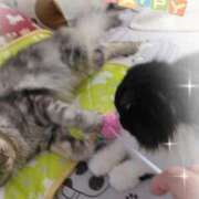 すずめ チビモンスター　🐾 熟女の風俗最終章 仙台店