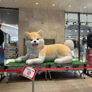 ヒメ日記 2026/01/31 18:18 投稿 のいる ワンダフル