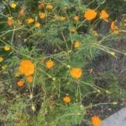 ヒメ日記 2025/11/03 12:45 投稿 ナナミ Club 妻