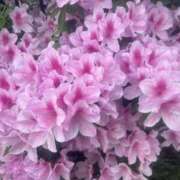 ヒメ日記 2026/04/20 13:00 投稿 ナナミ Club 妻