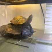 ヒメ日記 2025/09/02 21:30 投稿 あに 福盛