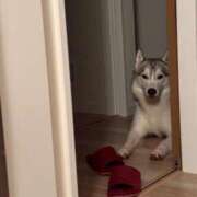 ヒメ日記 2025/08/05 09:22 投稿 もね sakura