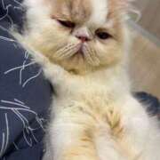 ヒメ日記 2025/08/15 08:52 投稿 もね sakura