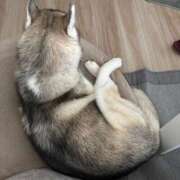 ヒメ日記 2025/11/17 09:52 投稿 もね sakura