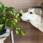 ヒメ日記 2025/11/23 09:32 投稿 もね sakura