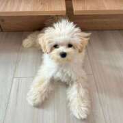 ヒメ日記 2025/11/29 20:02 投稿 もね sakura