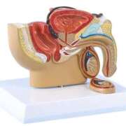 ヒメ日記 2025/08/24 18:24 投稿 出雲　看護師 うちの看護師にできることと言ったら・・・in渋谷KANGO