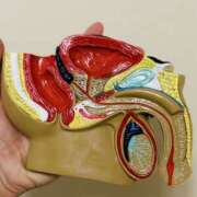 ヒメ日記 2025/09/04 13:53 投稿 出雲　看護師 うちの看護師にできることと言ったら・・・in渋谷KANGO