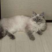 ヒメ日記 2025/07/25 21:55 投稿 さくや 熟女の風俗最終章 新宿店