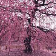 さくや こんばんは 熟女の風俗最終章 新宿店