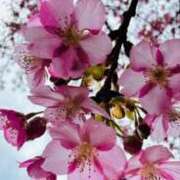 さくや お知らせ 熟女の風俗最終章 新宿店