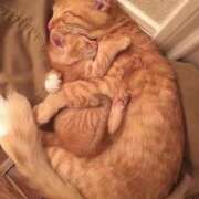 反町こづえ(そりまちこづえ) お礼日記? 五十路マダムエクスプレス厚木店(カサブランカグループ)