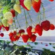 かおる イチゴ狩り🍓 おいらん遊郭