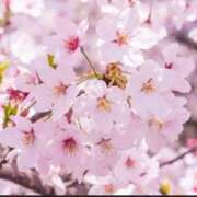 ヒメ日記 2026/04/03 17:57 投稿 かおる おいらん遊郭