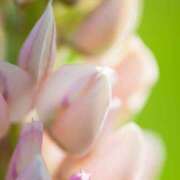 ヒメ日記 2025/12/28 19:26 投稿 ななせ ルピナス