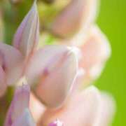 ヒメ日記 2026/01/19 20:32 投稿 ななせ ルピナス