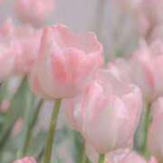 ヒメ日記 2026/02/10 12:00 投稿 ななせ ルピナス