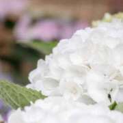 ヒメ日記 2026/02/19 19:01 投稿 ななせ ルピナス