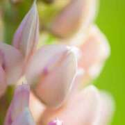 ヒメ日記 2026/04/12 19:01 投稿 ななせ ルピナス