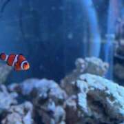 ヒメ日記 2025/08/03 00:22 投稿 なつは ぽちゃカワ女子専門店　藤沢湘南店