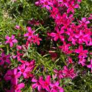 ヒメ日記 2025/12/30 15:08 投稿 みづき チューリップ土浦店