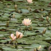 ヒメ日記 2025/07/25 21:36 投稿 チャコ Club 妻