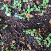 ヒメ日記 2025/08/07 11:36 投稿 チャコ Club 妻