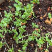 ヒメ日記 2025/08/14 20:34 投稿 チャコ Club 妻