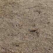 ヒメ日記 2025/11/17 14:57 投稿 みさ 池袋人妻城