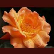 片岡 メイ 女教師デビュー イケない女教師 大阪店