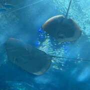 ヒメ日記 2025/09/08 14:49 投稿 ちか 白いぽっちゃりさん五反田店