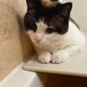 千影【ちかげ】 はじめまして ★無料オプション多数★成田若妻即即サークル【日本人専門店】