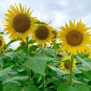 ヒメ日記 2025/08/29 21:46 投稿 みれい 五反田人妻ヒットパレード（シンデレラグループ）