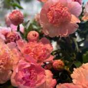 みれい 次回出勤予定?? 五反田人妻ヒットパレード（シンデレラグループ）