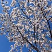 ヒメ日記 2026/04/19 23:18 投稿 かすみ エピセレクション