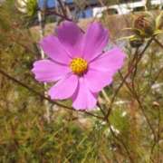 ヒメ日記 2025/10/07 07:13 投稿 そら 出会い系人妻ネットワーク錦糸町～小岩編