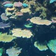 ヒメ日記 2025/11/09 12:36 投稿 つらら スピードエコ梅田店